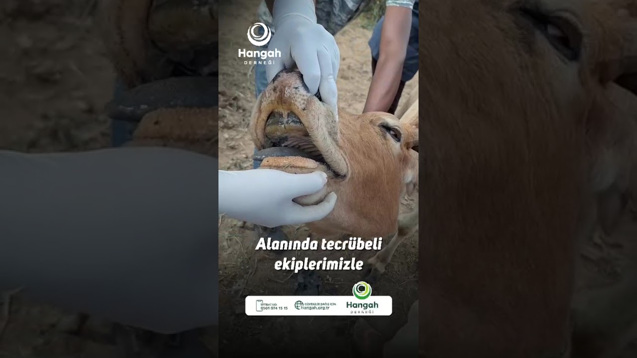 Kurban Bağışı | Yurt İçi & Yurt Dışı Kurban Organizasyonu | Hangah Derneği